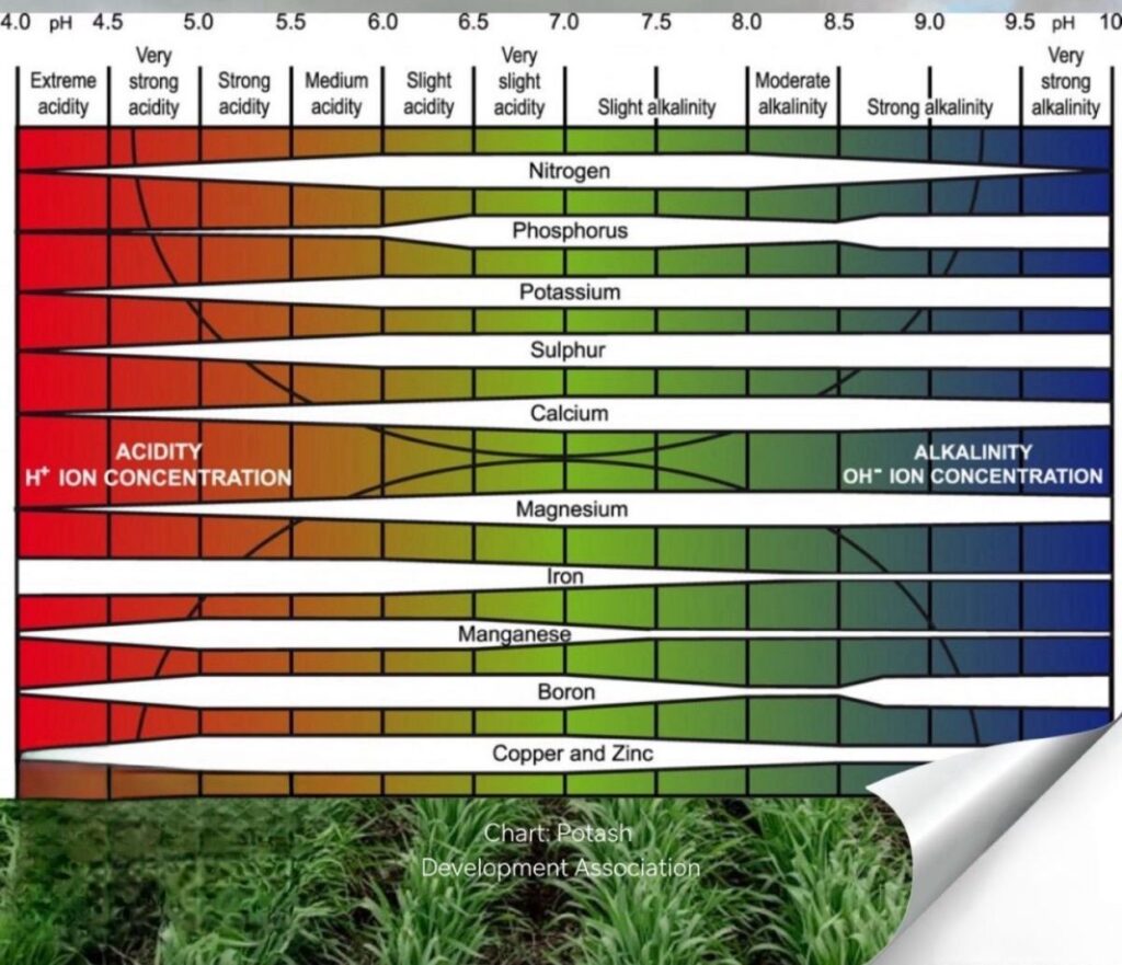 pH del suolo e disponibilità di nutrienti
