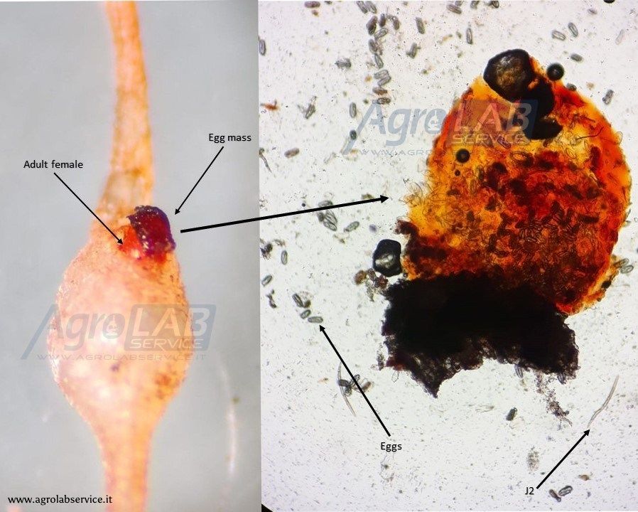 nematode femmina adulta di Meloidogyne