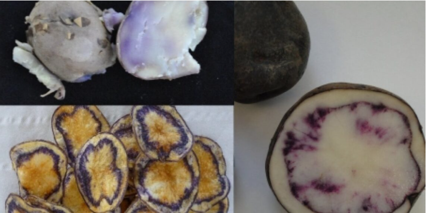 Neiker Tecnalia sviluppa cloni di patate colorati e ricchi di antiossidanti