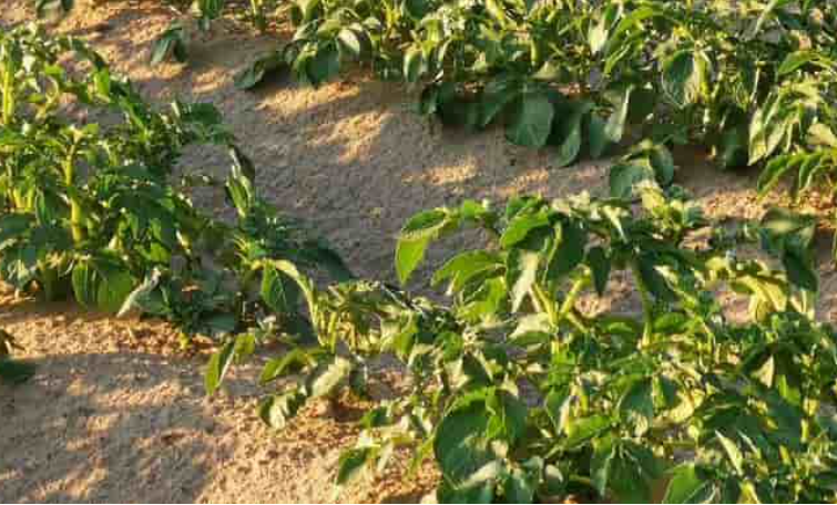Perché le patate amano il fertilizzante fogliare liquido