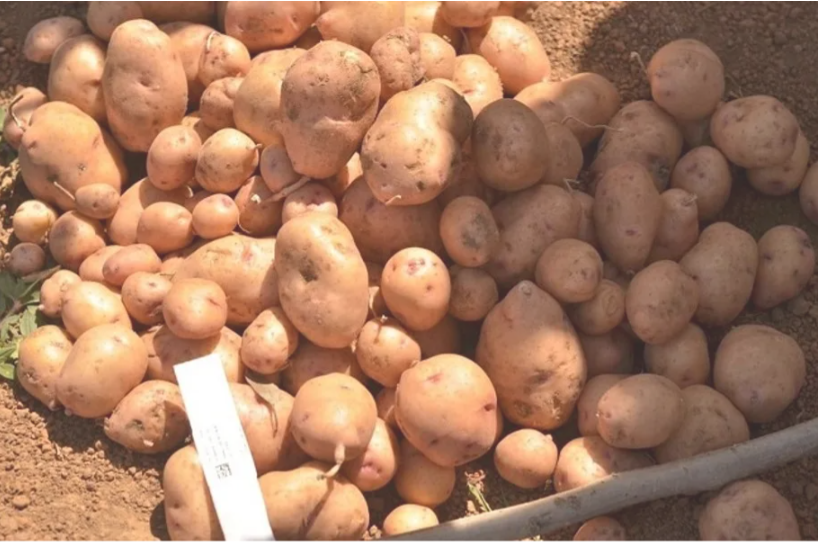 Patate OGM destinate agli agricoltori della Nigeria nel 2025