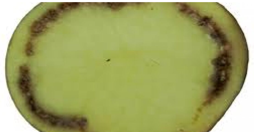 marciume anulare delle patate