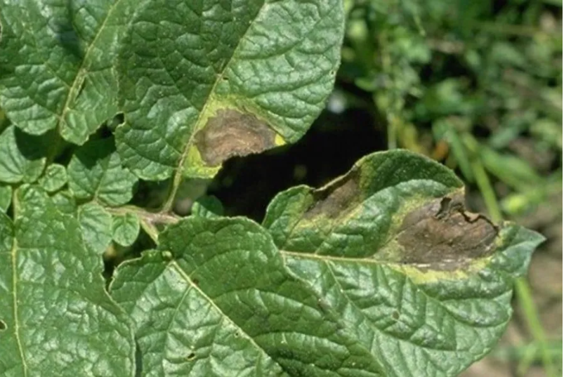 peronospora
