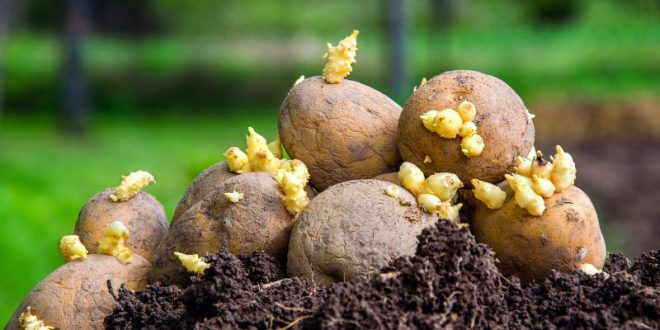 Le piantagioni di patate sono "quasi complete" in tutta Europa