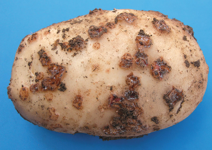 Comprendere le infezioni da crosta di patate