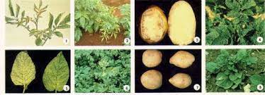 Comprensione del virus della patata O (PVO) e del suo impatto sulla coltura della patata